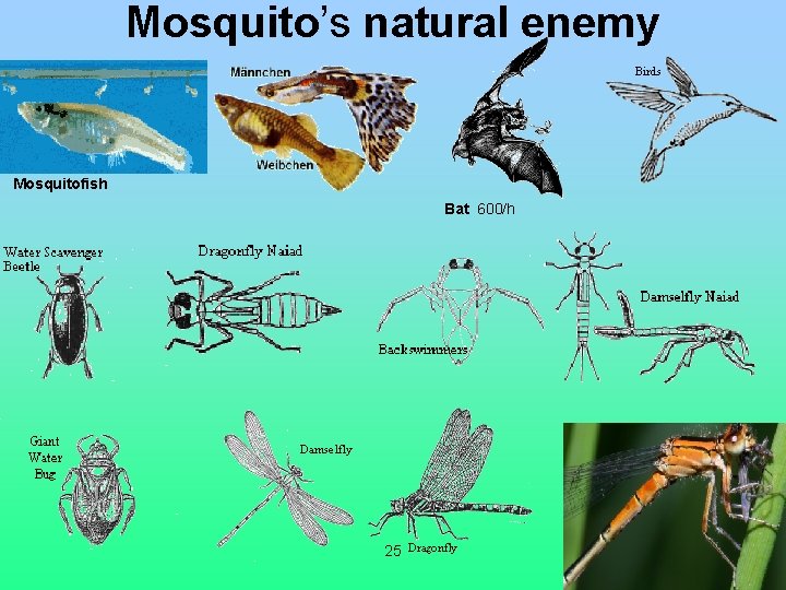 Mosquito’s natural enemy Mosquitofish Bat 600/h 25 