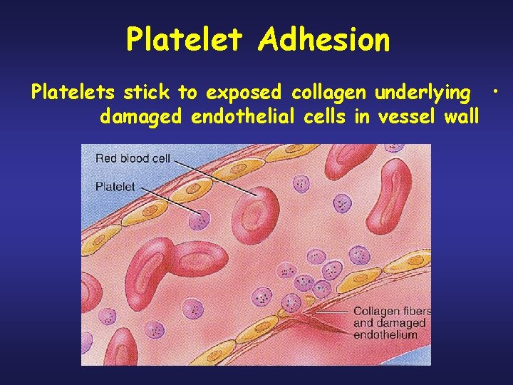 Platelet Adhesion Platelets stick to exposed collagen underlying • damaged endothelial cells in vessel