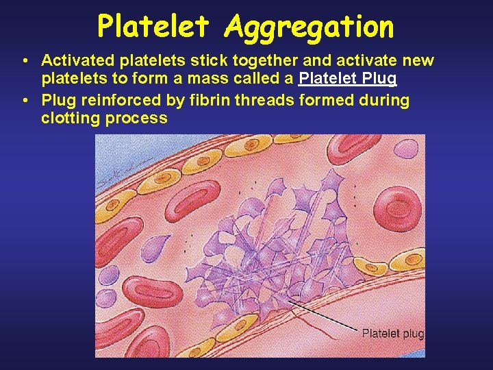 Platelet Aggregation • Activated platelets stick together and activate new platelets to form a