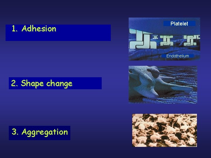 1. Adhesion Platelet Endothelium 2. Shape change 3. Aggregation 