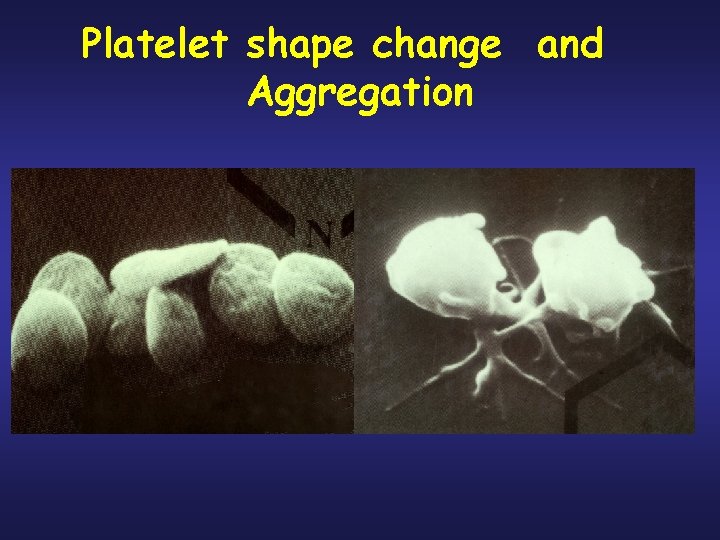 Platelet shape change and Aggregation 