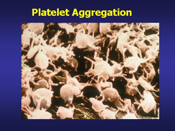 Platelet Aggregation 