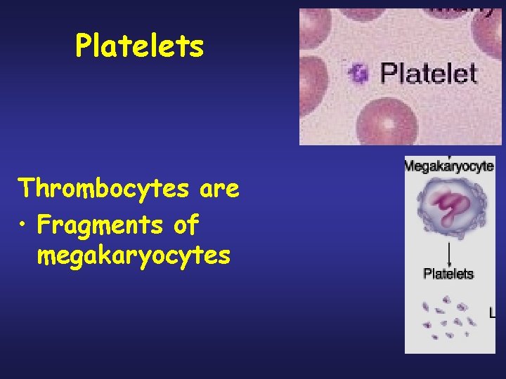 Platelets Thrombocytes are • Fragments of megakaryocytes 