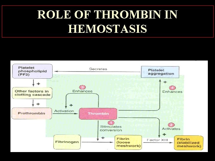 ROLE OF THROMBIN IN HEMOSTASIS 