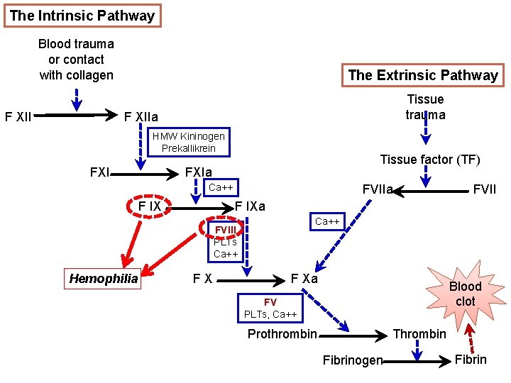 The Intrinsic Pathway Blood trauma or contact with collagen F XII The Extrinsic Pathway