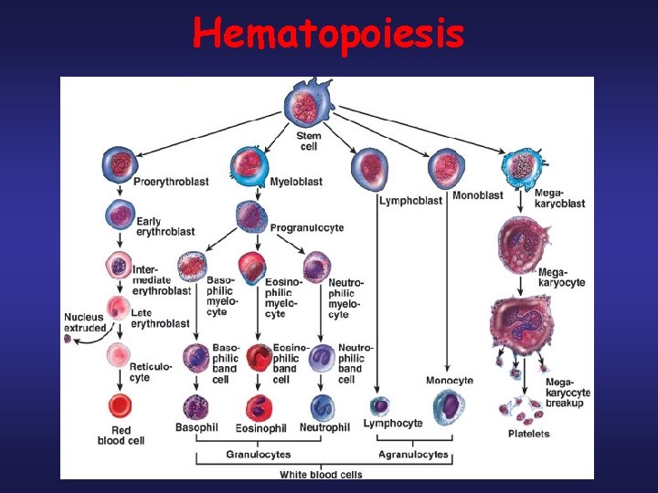 Hematopoiesis 