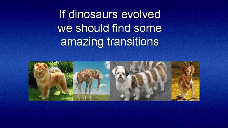 If dinosaurs evolved we should find some amazing transitions 