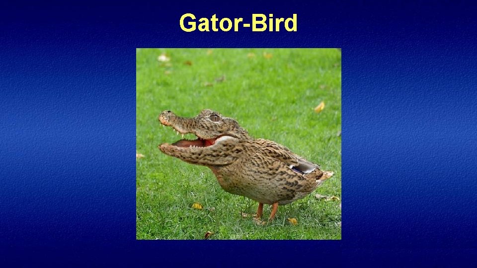 Gator-Bird 