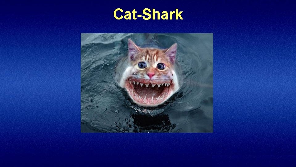 Cat-Shark 