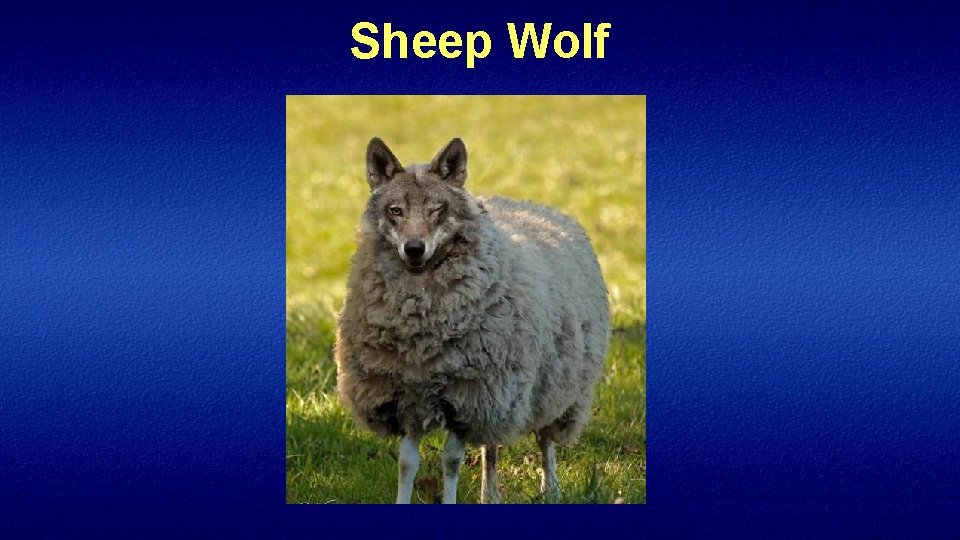 Sheep Wolf 