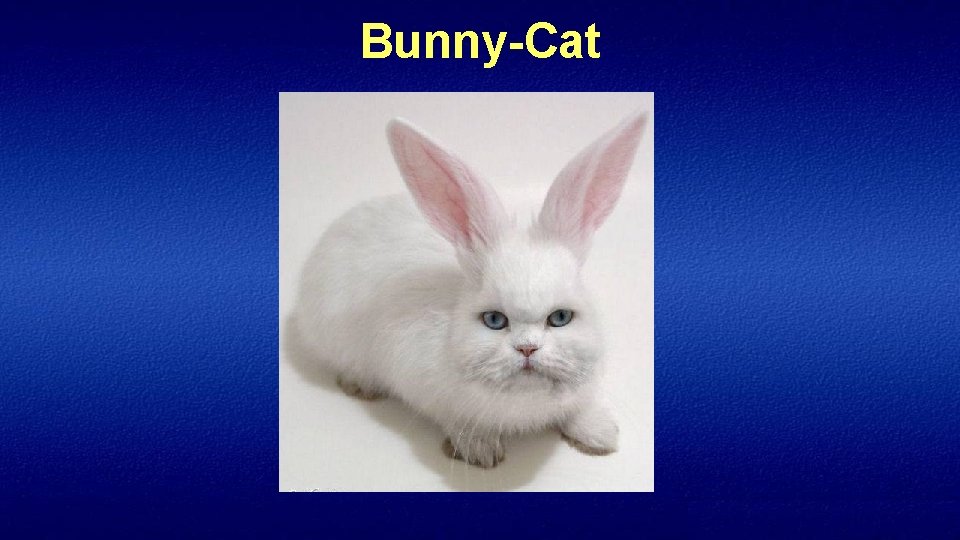 Bunny-Cat 