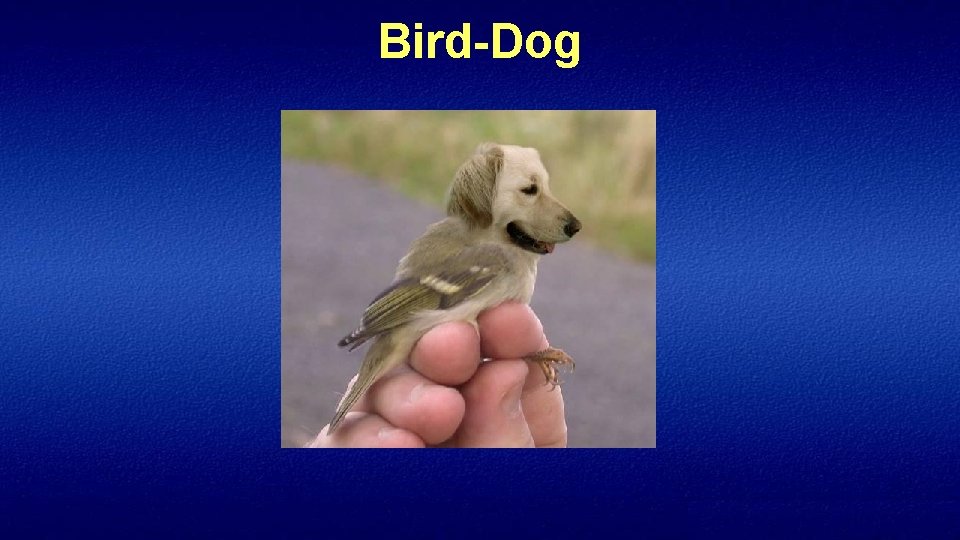 Bird-Dog 