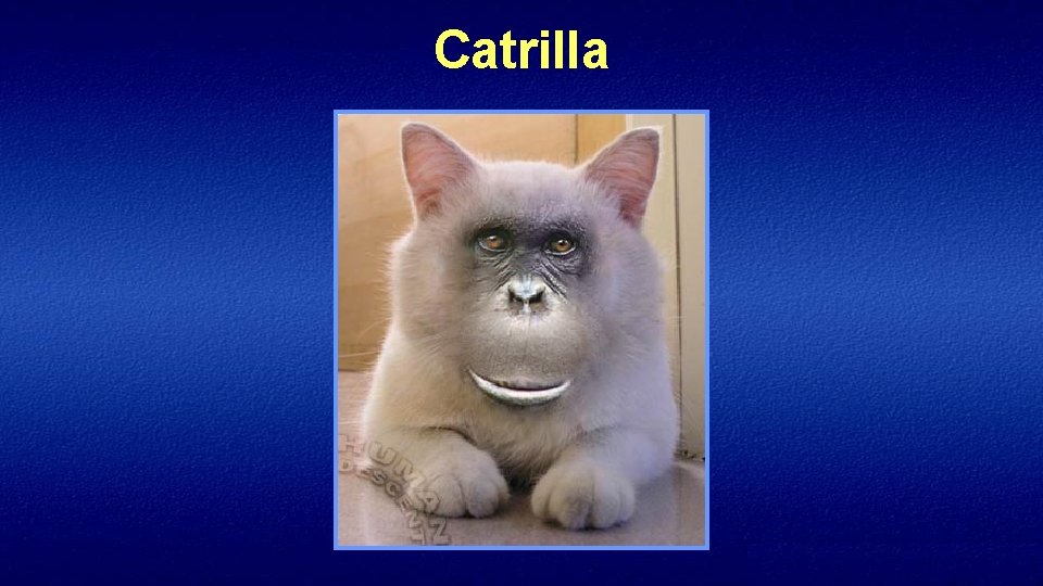 Catrilla 