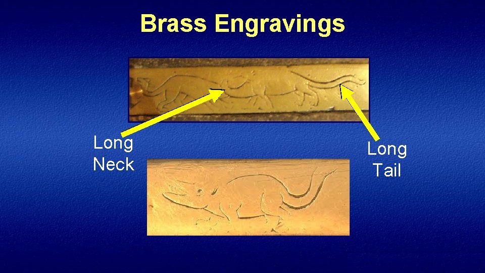 Brass Engravings Long Neck Long Tail 