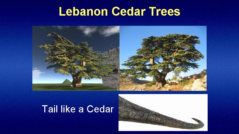 Lebanon Cedar Trees Tail like a Cedar 