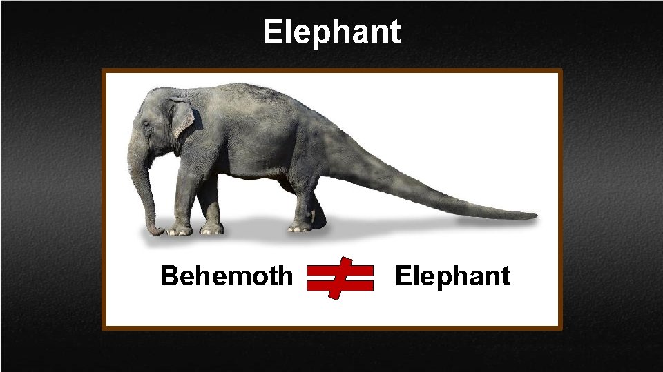 Elephant Behemoth Elephant 