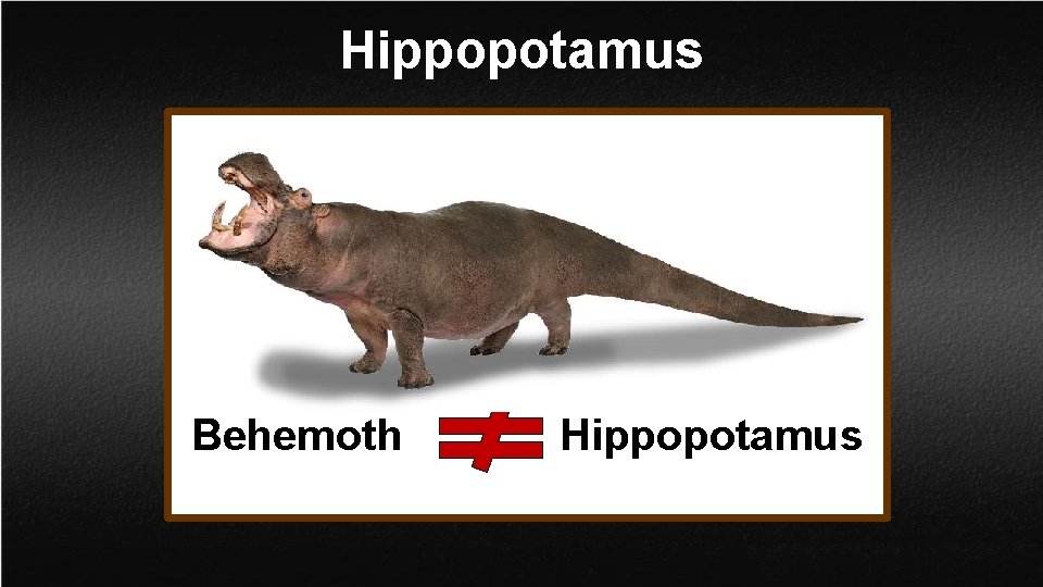 Hippopotamus Behemoth Hippopotamus 