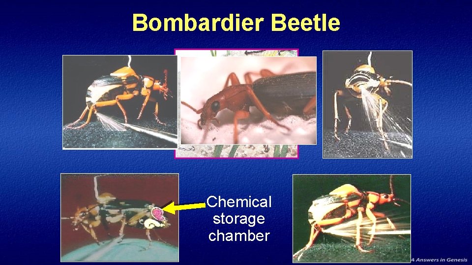 Bombardier Beetle Chemical storage chamber 
