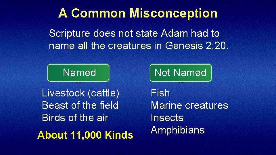 A Common Misconception Scripture does not state Adam had to name all the creatures