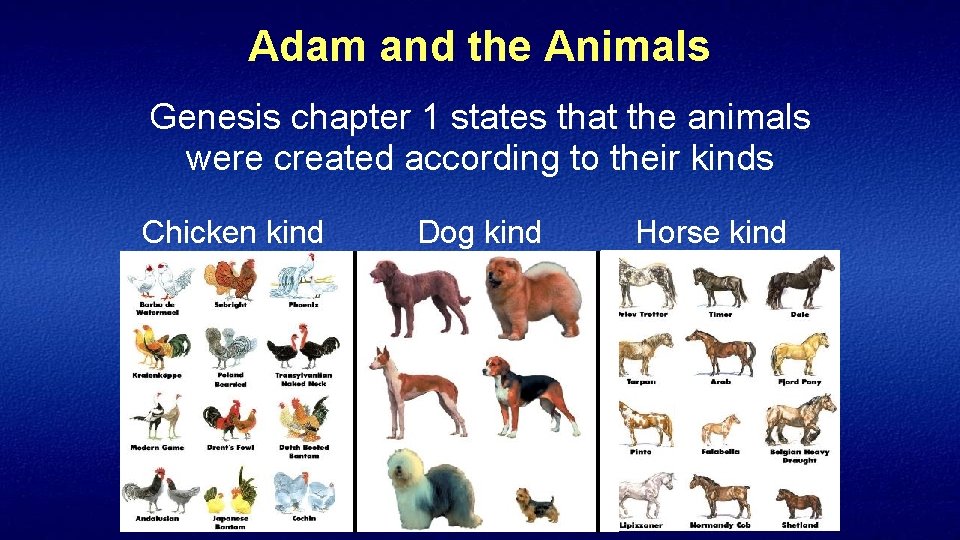 Adam and the Animals Genesis chapter 1 states that the animals were created according