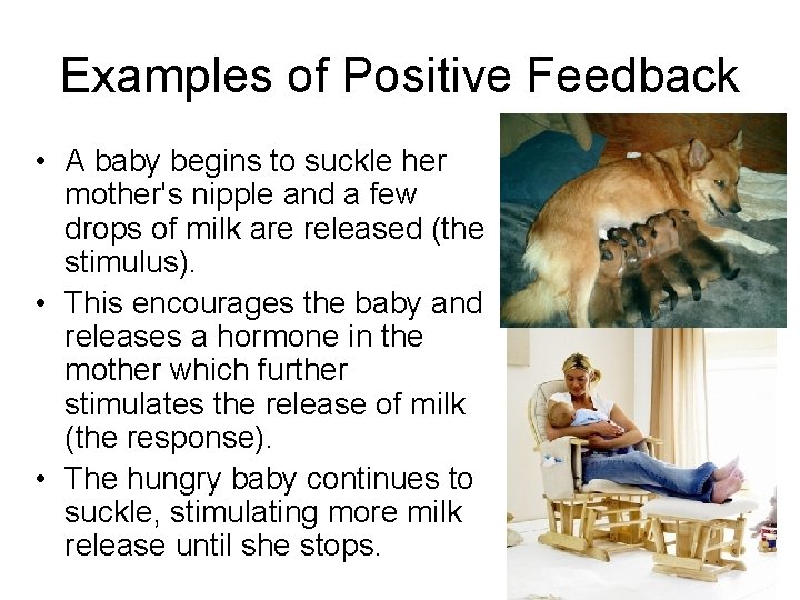 Examples of Positive Feedback • A baby begins to suckle her mother's nipple and