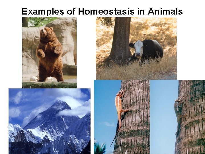 Examples of Homeostasis in Animals 