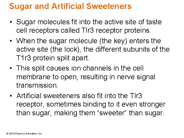 Sugar and Artificial Sweeteners • Sugar molecules fit into the active site of taste
