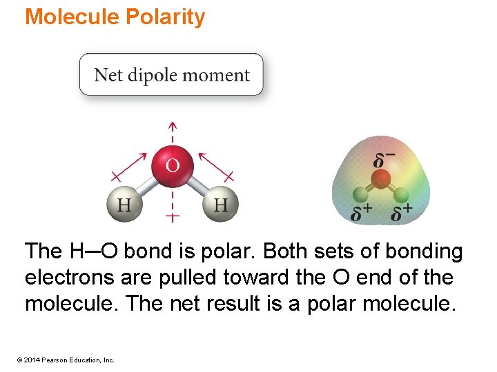 Molecule Polarity The H─O bond is polar. Both sets of bonding electrons are pulled