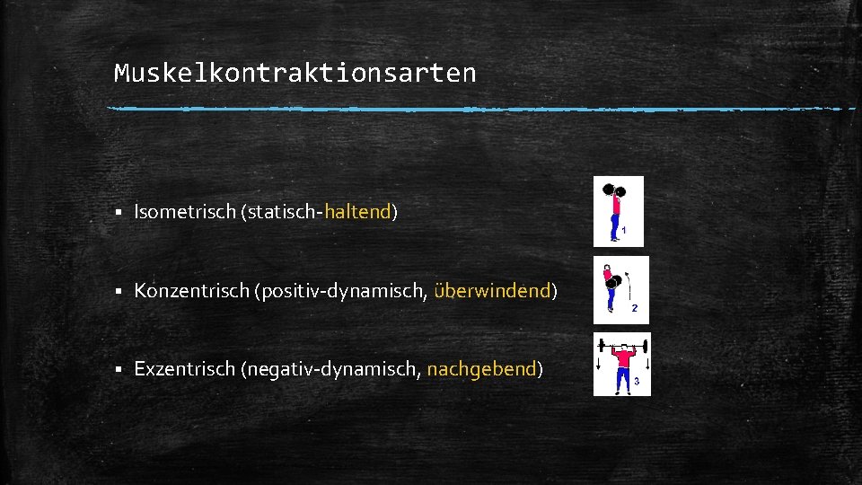 Muskelkontraktionsarten § Isometrisch (statisch-haltend) § Konzentrisch (positiv-dynamisch, überwindend) § Exzentrisch (negativ-dynamisch, nachgebend) 