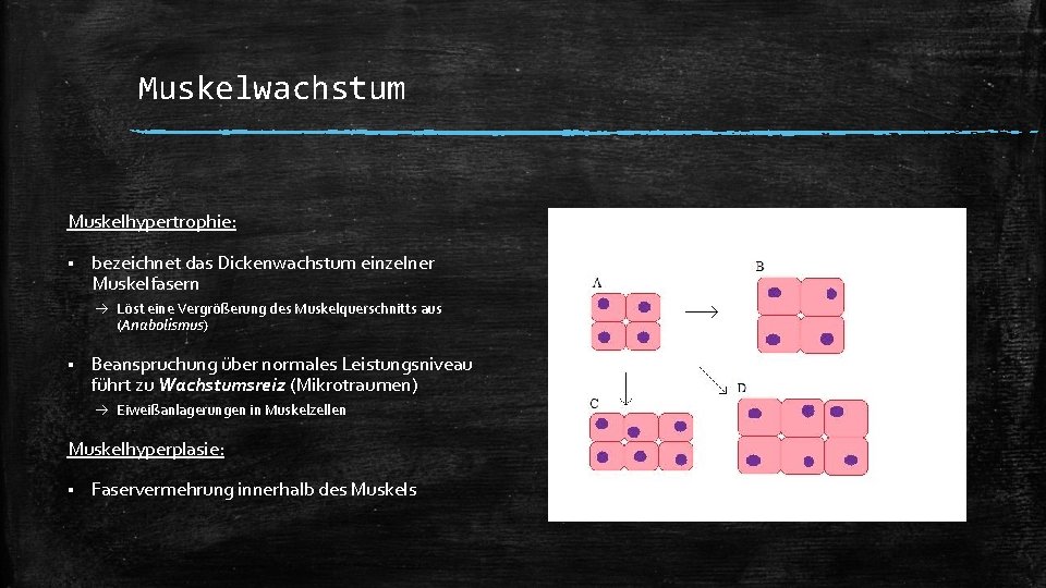 Muskelwachstum Muskelhypertrophie: § bezeichnet das Dickenwachstum einzelner Muskelfasern Löst eine Vergrößerung des Muskelquerschnitts aus