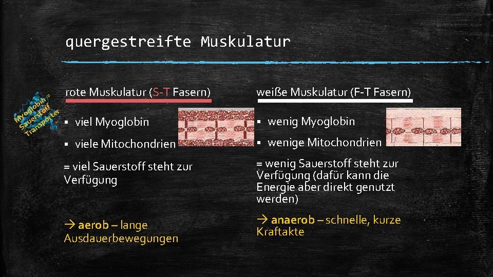 quergestreifte Muskulatur = n i lob off r g yo erst orte M u