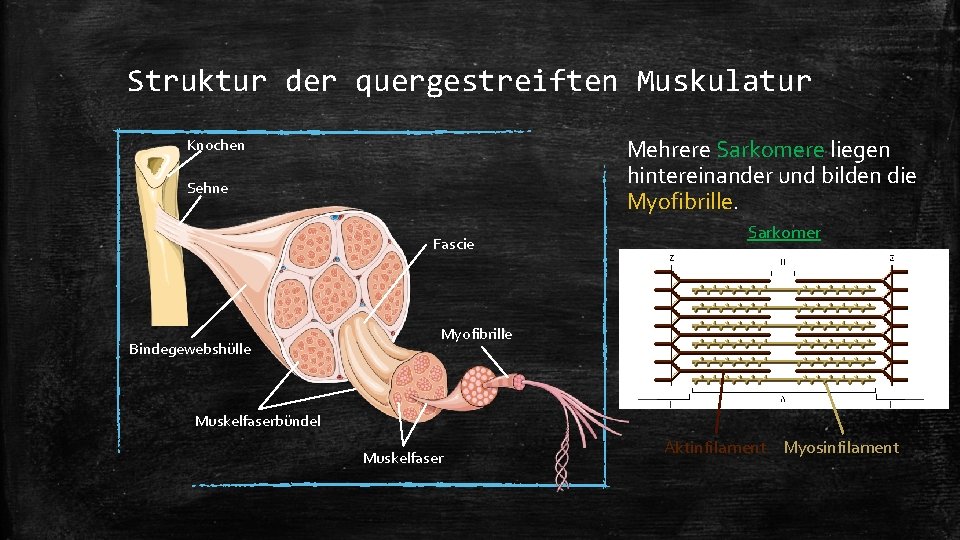 Struktur der quergestreiften Muskulatur Mehrere Sarkomere liegen hintereinander und bilden die Myofibrille. Knochen Sehne