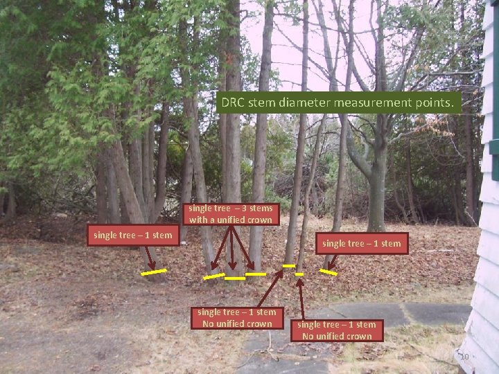 DRC stem diameter measurement points. single tree – 3 stems with a unified crown