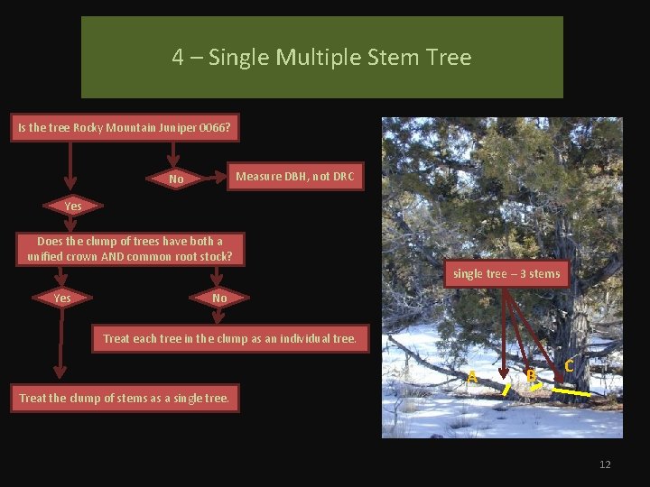 4 – Single Multiple Stem Tree Is the tree Rocky Mountain Juniper 0066? Measure