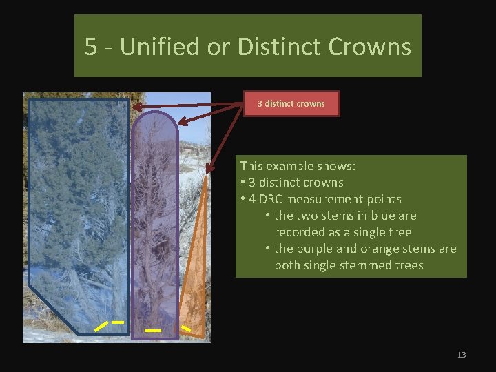 5 - Unified or Distinct Crowns 3 distinct crowns This example shows: • 3