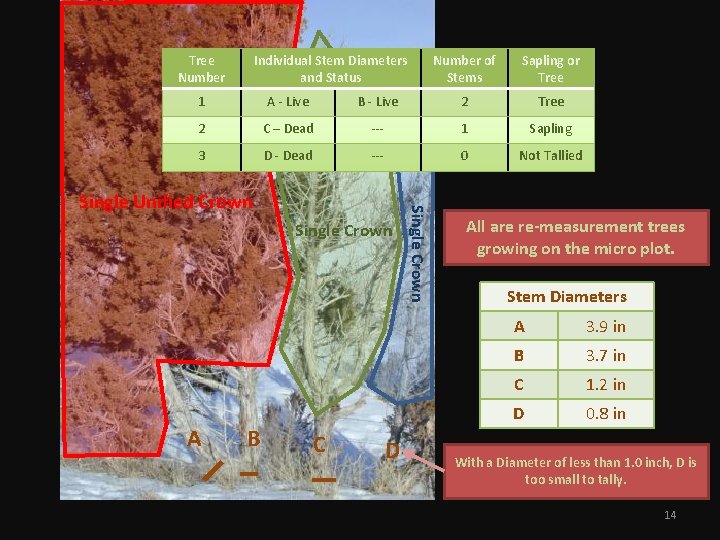 Tree Individual Stem Diameters Number of Sapling or Which stems areand trees and which