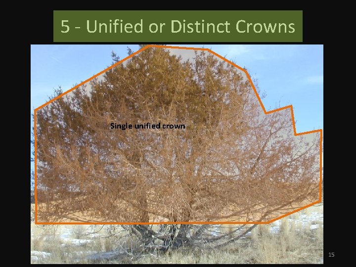 5 - Unified or Distinct Crowns Single unified crown 15 
