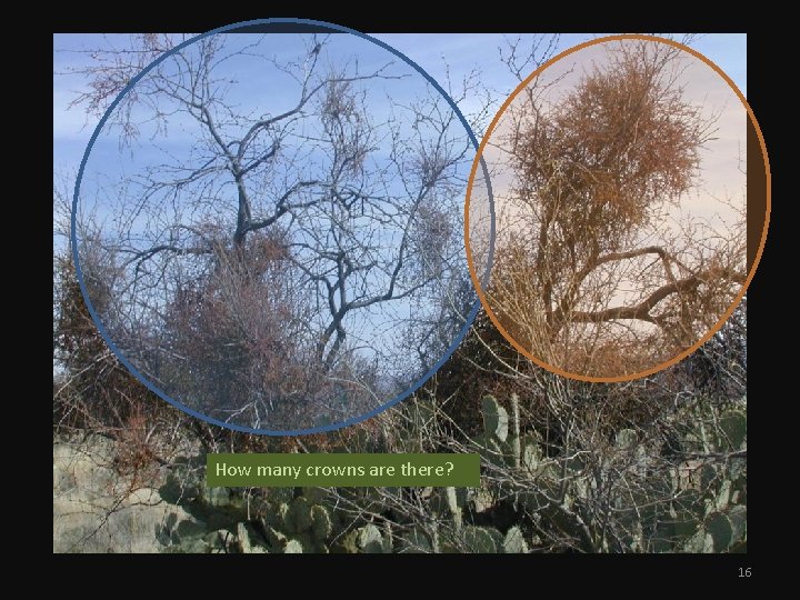 How many crowns are there? 16 