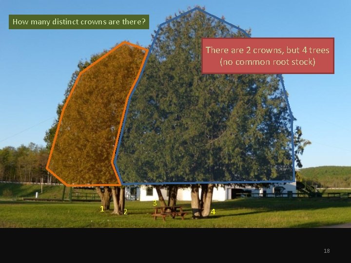 How many distinct crowns are there? There are 2 crowns, but 4 trees (no