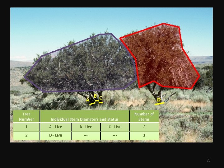 A Tree Number B C D Individual Stem Diameters and Status Number of Stems