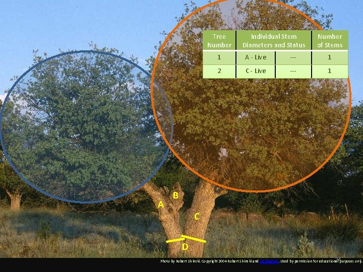 Tree Number A Individual Stem Diameters and Status Number of Stems 1 A -