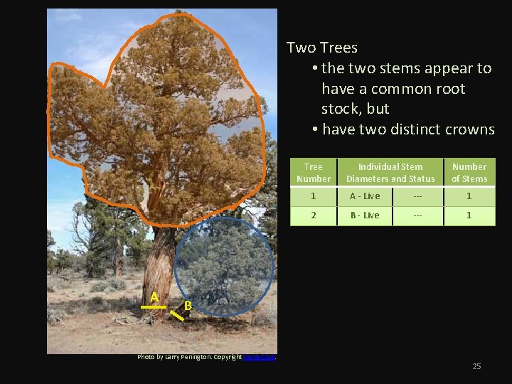 Two Trees • the two stems appear to have a common root stock, but