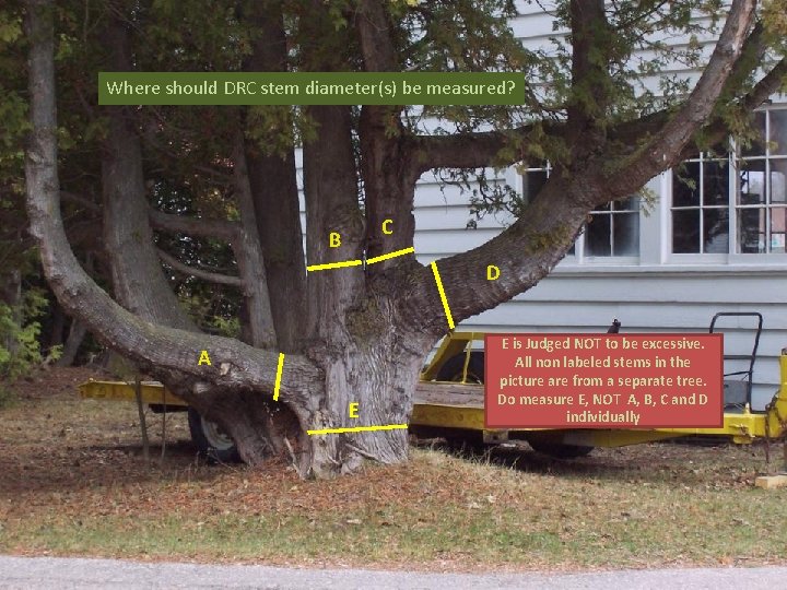 Where should DRC stem diameter(s) be measured? C B D A E E is