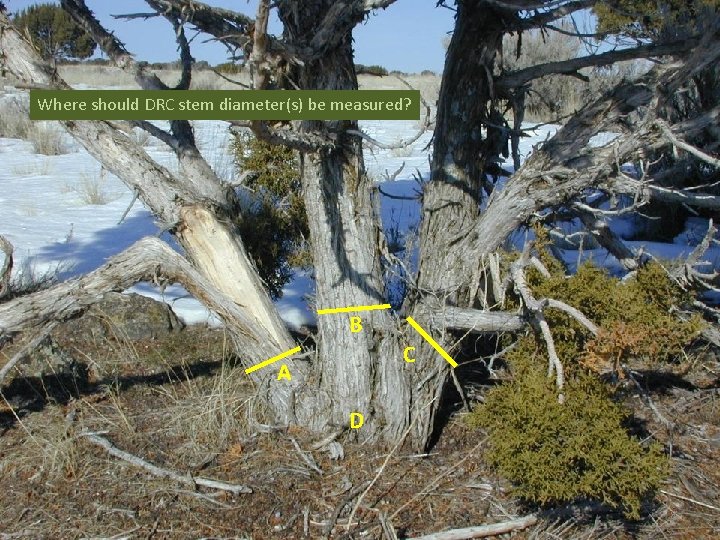 Where should DRC stem diameter(s) be measured? B C A D 8 