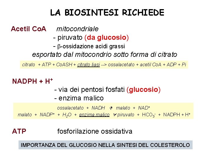 LA BIOSINTESI RICHIEDE Acetil Co. A mitocondriale - piruvato (da glucosio) - -ossidazione acidi