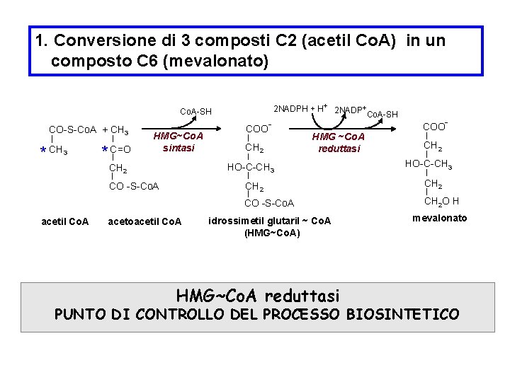 1. Conversione di 3 composti C 2 (acetil Co. A) in un composto C