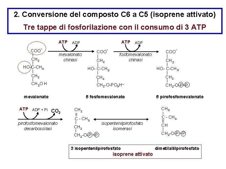 2. Conversione del composto C 6 a C 5 (isoprene attivato) Tre tappe di