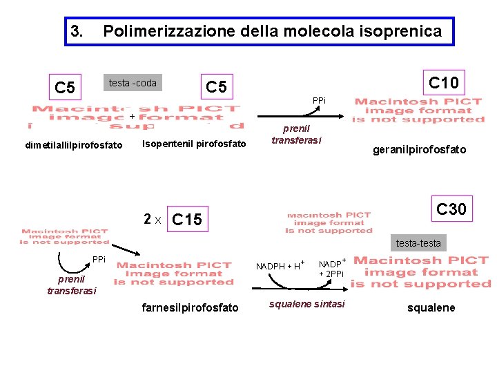 3. Polimerizzazione della molecola isoprenica C 10 C 5 testa -coda C 5 PPi