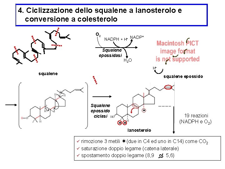 4. Ciclizzazione dello squalene a lanosterolo e conversione a colesterolo O 2 + NADPH