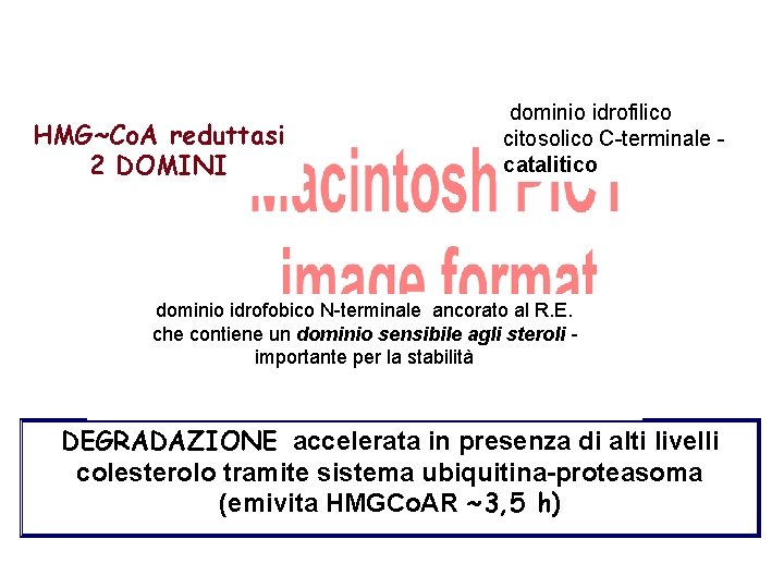 HMG~Co. A reduttasi 2 DOMINI dominio idrofilico citosolico C-terminale catalitico dominio idrofobico N-terminale ancorato